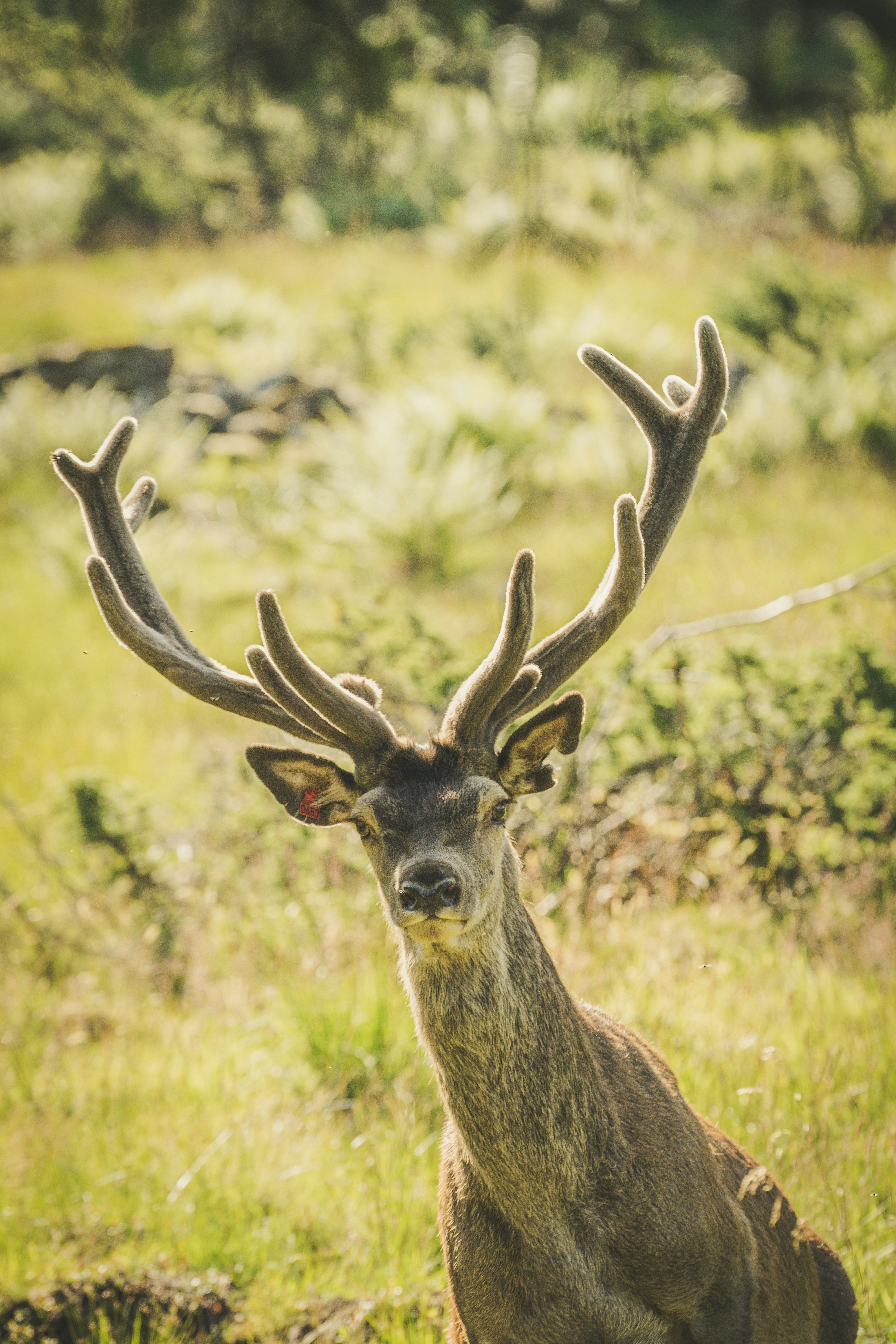 brown deer on green grass during daytime